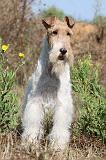 FOX TERRIER 057